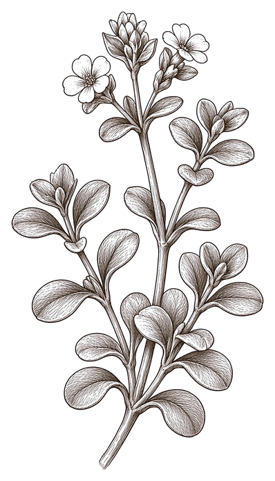 Engraving of a bacopa sprig with small flowers