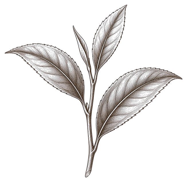 Engraving of tea leaves