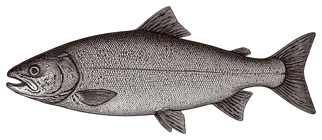 Engraving of a fish